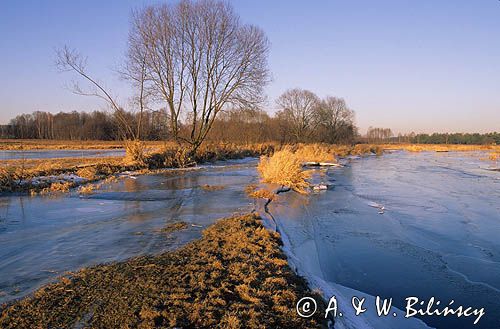 nad Narwią w Puchłach, Podlasie