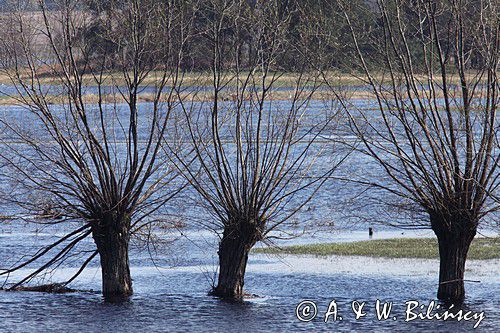 wierzby, rzeka Narew, Podlasie