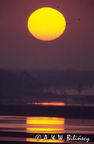 Wschód słońca bagno Wizna, rzeka Narew