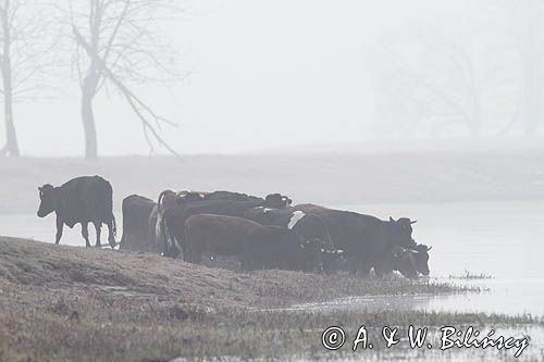 Krowy w porannej mgle nad Narwią koło wsi Zajki, Podlasie