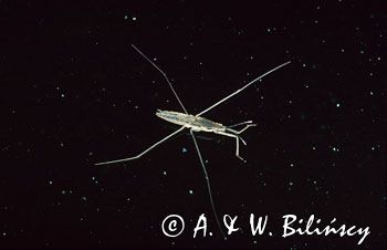 nartnik gerris gibbifer
