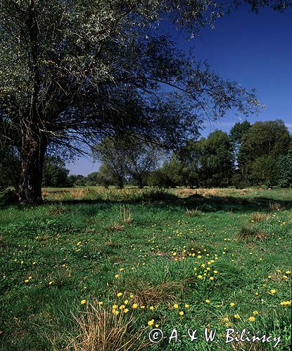 łąka, Narwiański Park Narodowy