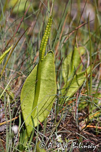 Nasięźrzał pospolity, Ophioglossum vulgatum