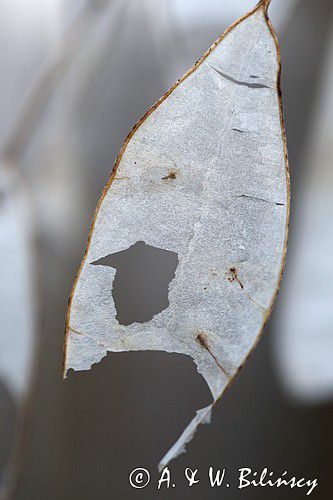 łuszczyna miesięcznicy, Lunaria