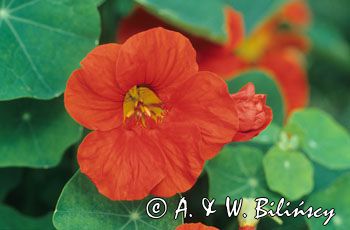 nasturcja Tropaeolum majus)