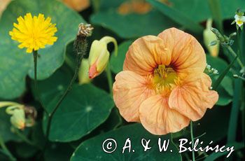 nasturcja Tropaeolum majus)