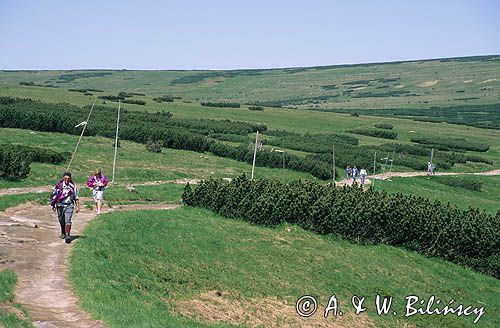 Karkonosze, turyści na szlaku