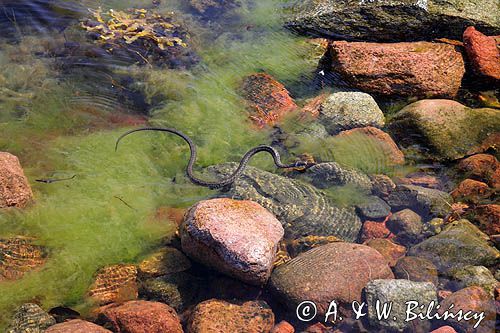 zaskroniec, Natrix natrix w Bałtyku, wyspa Rodhamn, Alandy, Finlandia grasssnake, grass snake, natrix natrix, Rodhamn Island, Alands, Finland