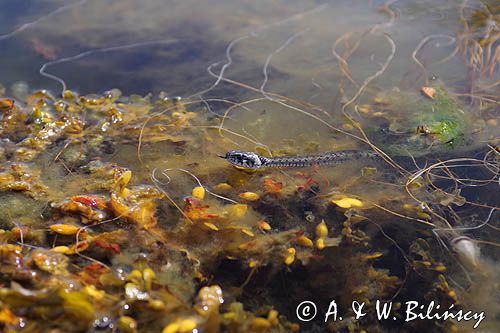 zaskroniec, Natrix natrix w Bałtyku, wyspa Rodhamn, Alandy, Finlandia grasssnake, grass snake, natrix natrix, Rodhamn Island, Alands, Finland