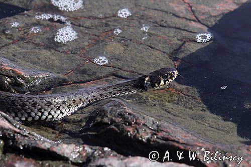 zaskroniec, Natrix natrix w Bałtyku, Bano On, archipelag Foglo Alandy, Finlandia grasssnake, grass snake, natrix natrix, Foglo, Alands, Finland