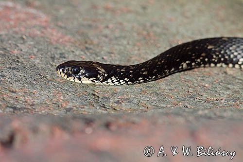 zaskroniec, Natrix natrix w Bałtyku, wyspa Rodhamn, Alandy, Finlandia grasssnake, grass snake, natrix natrix, Rodhamn Island, Alands, Finland