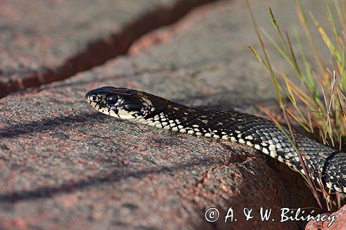 zaskroniec, Natrix natrix w Bałtyku, wyspa Rodhamn, Alandy, Finlandia grasssnake, grass snake, natrix natrix, Rodhamn Island, Alands, Finland