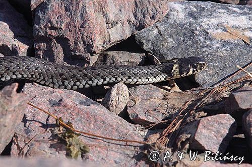 zaskroniec, Natrix natrix w Bałtyku, Bano On, archipelag Foglo Alandy, Finlandia grasssnake, grass snake, natrix natrix, Foglo, Alands, Finland