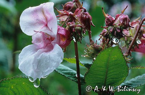 Niecierpek roylego Impatiens glandulifera)