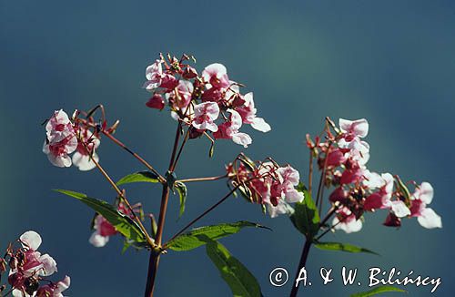 Niecierpek roylego Impatiens glandulifera)