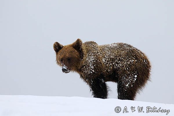 Niedźwiedź brunatny, Ursus arctos