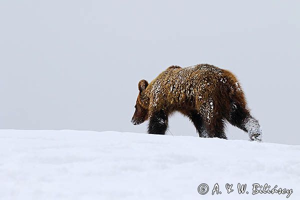 Niedźwiedź brunatny, Ursus arctos