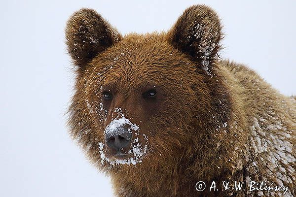 Niedźwiedź brunatny, Ursus arctos, młody