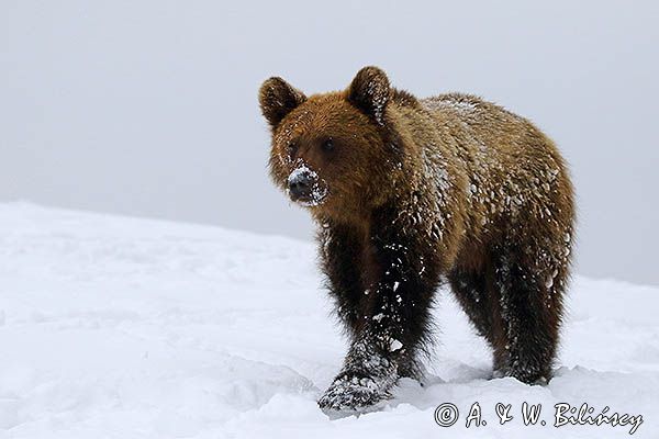 Niedźwiedź brunatny, Ursus arctos, młody