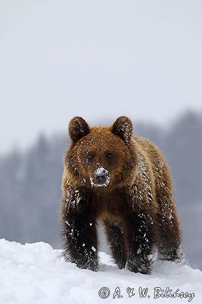 Niedźwiedź brunatny, Ursus arctos