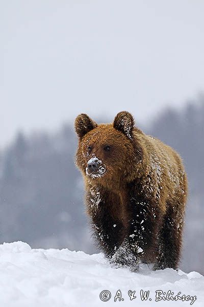 Niedźwiedź brunatny, Ursus arctos