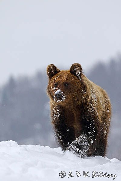 Niedźwiedź brunatny, Ursus arctos