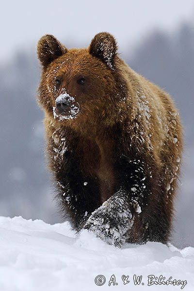 Niedźwiedź brunatny, Ursus arctos