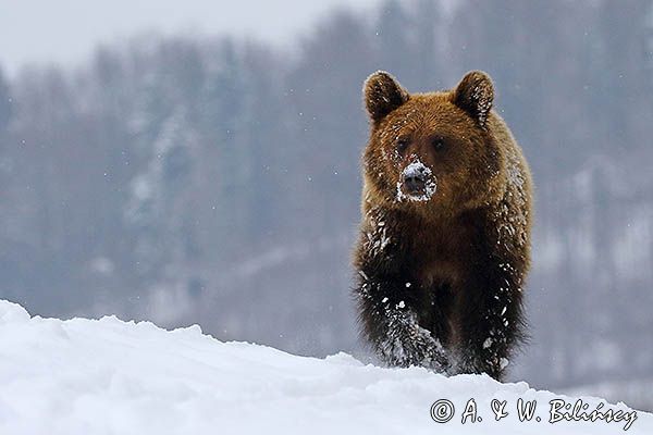 Niedźwiedź brunatny, Ursus arctos