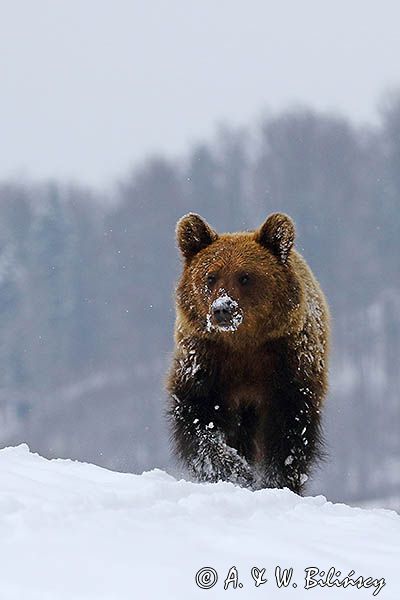 Niedźwiedź brunatny, Ursus arctos