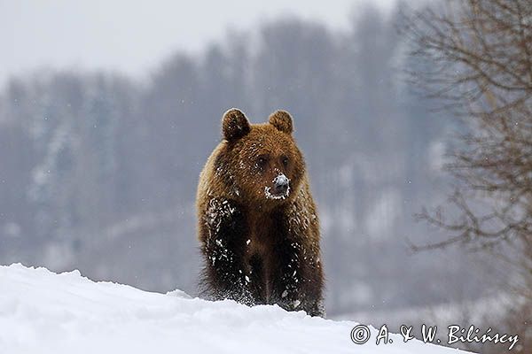 Niedźwiedź brunatny, Ursus arctos