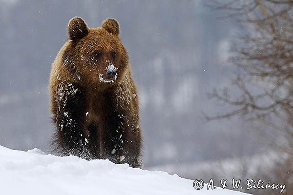 Niedźwiedź brunatny, Ursus arctos