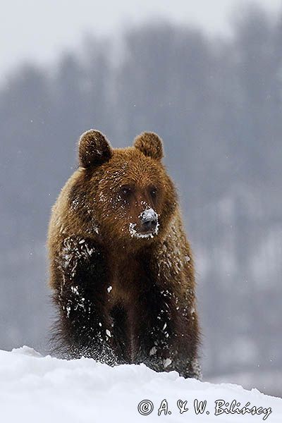 Niedźwiedź brunatny, Ursus arctos