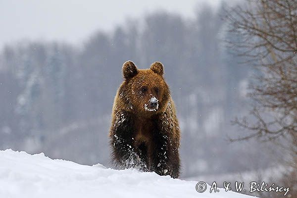 Niedźwiedź brunatny, Ursus arctos