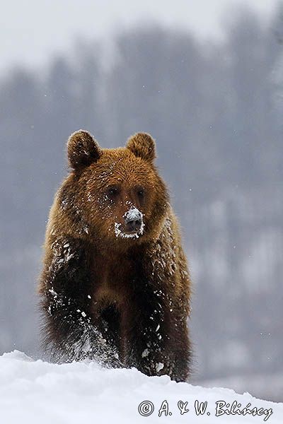 Niedźwiedź brunatny, Ursus arctos