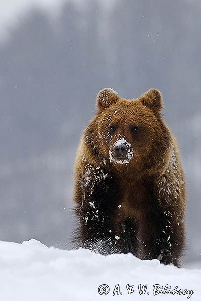 Niedźwiedź brunatny, Ursus arctos