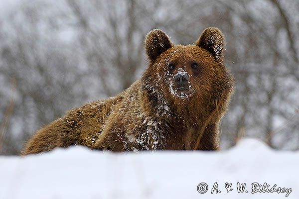 Niedźwiedź brunatny, Ursus arctos