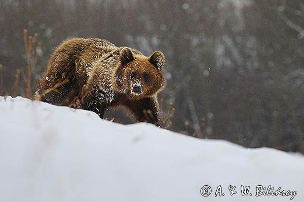 Niedźwiedź brunatny, Ursus arctos