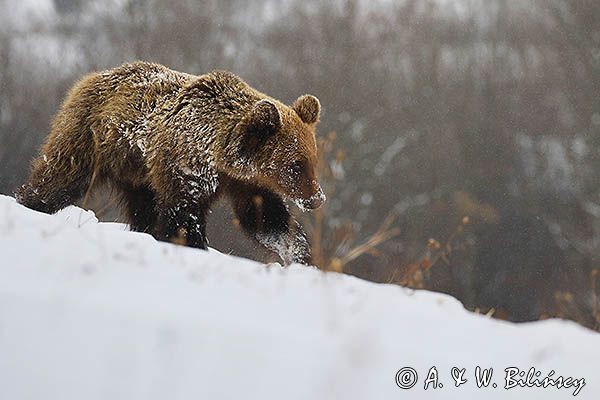 Niedźwiedź brunatny, Ursus arctos