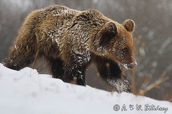Niedźwiedź brunatny, Ursus arctos