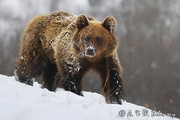 Niedźwiedź brunatny, Ursus arctos