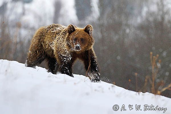 Niedźwiedź brunatny, Ursus arctos