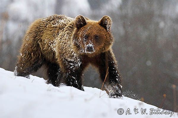 Niedźwiedź brunatny, Ursus arctos