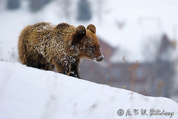 Niedźwiedź brunatny, Ursus arctos