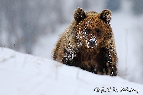 Niedźwiedź brunatny, Ursus arctos