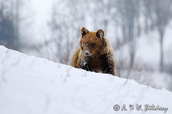 Niedźwiedź brunatny, Ursus arctos