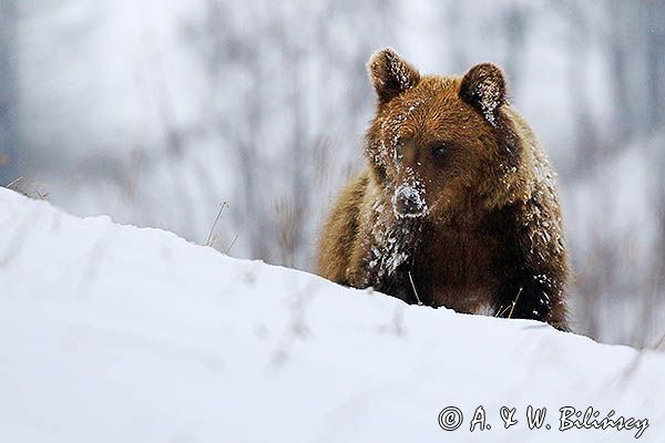 Niedźwiedź brunatny, Ursus arctos