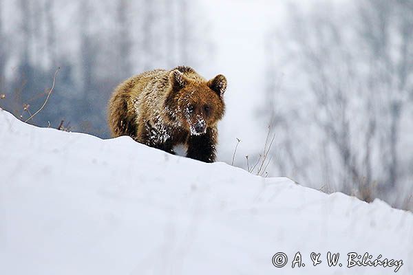 Niedźwiedź brunatny, Ursus arctos