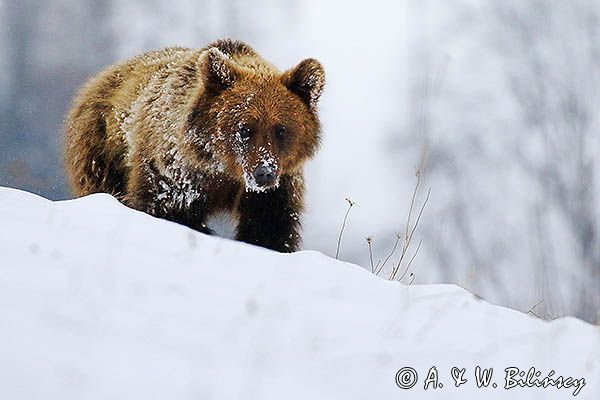 Niedźwiedź brunatny, Ursus arctos