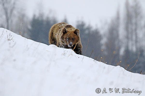 Niedźwiedź brunatny, Ursus arctos