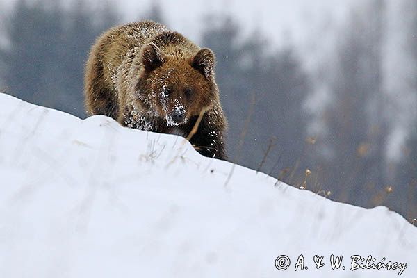 Niedźwiedź brunatny, Ursus arctos